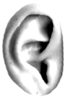 An human ear.